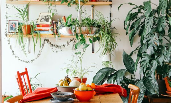 3 φυτά που ζουν στο νερό και δεν χρειάζονται πότισμα είναι η λύση για ένα «πράσινο» σπίτι