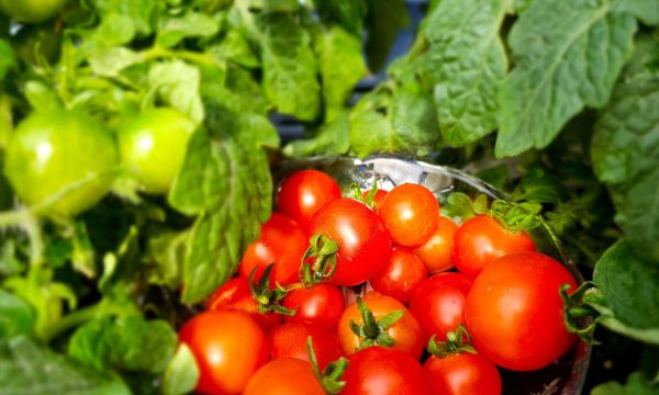 Τι να φυτέψεις τον Ιούνιο στο μπαλκόνι σου για να έχεις τη δική σου σοδειά το καλοκαίρι