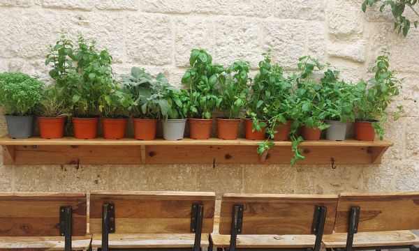 H επιστήμη το επιβεβαιώνει: To συστατικό που μισούν οι κατσαρίδες και που όλοι έχουν στο σπίτι τους