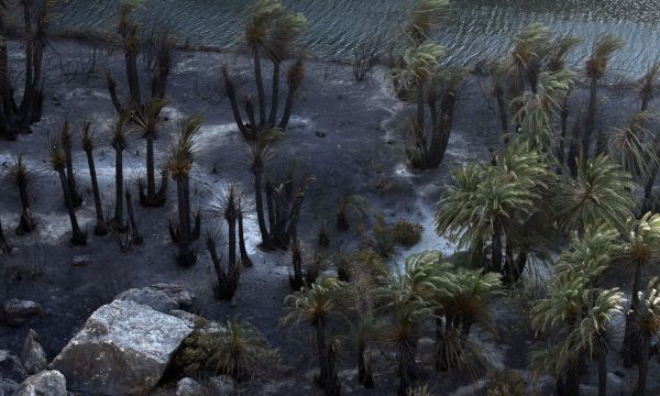Η Πρέβελη «μαύρισε» -Οι εικόνες από το εμβληματικό φοινικόδασος της Κρήτης προκαλούν θλίψη