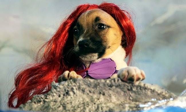 Οι ήρωες της Disney ντύθηκαν... κουτάβια!