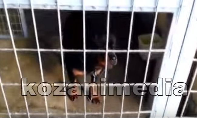 Πόρισμα - σοκ για τα ροτβάιλερ που κατασπάραξαν τον 5χρονο στην Κοζάνη - Τι αναφέρει