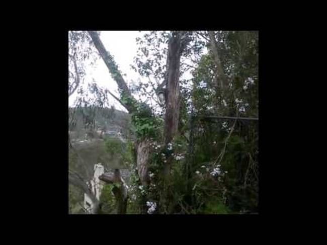 Πύθωνας καταπίνει ολόκληρο πόσουμ (video)