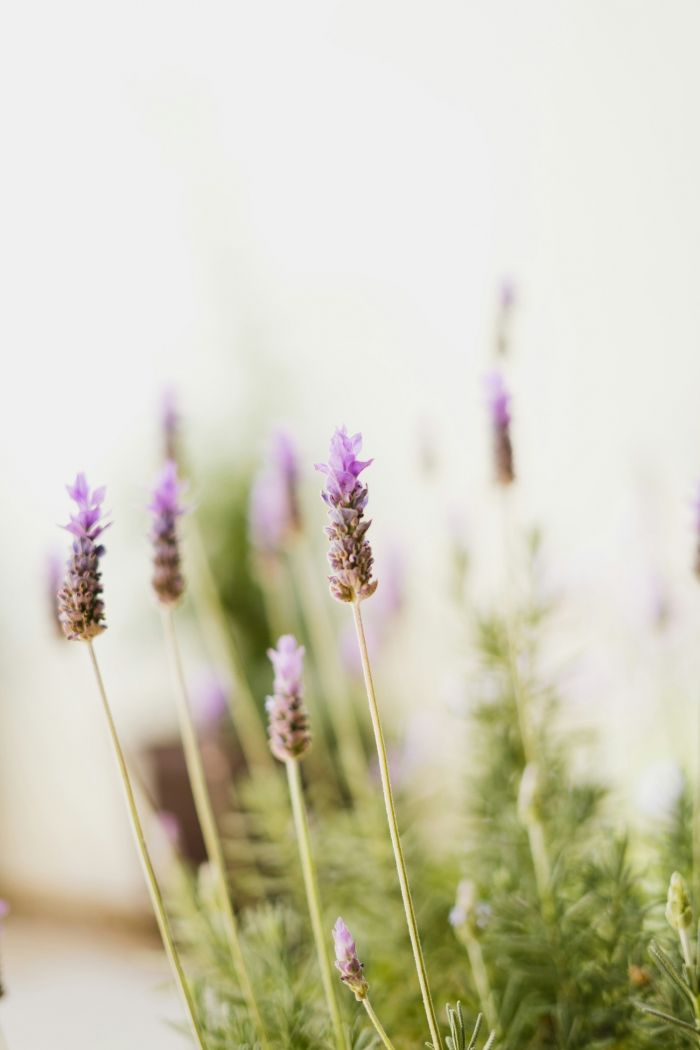 Lavandula-angustifolia.jpg