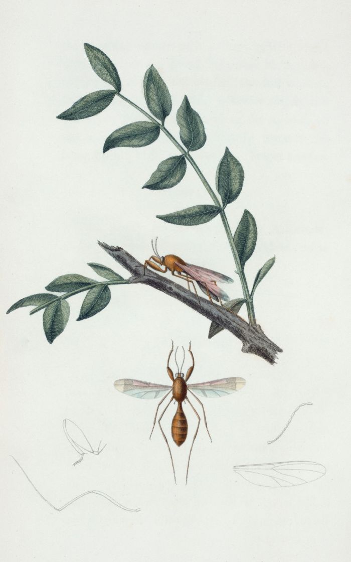 Cymbopogon-nardus.jpg
