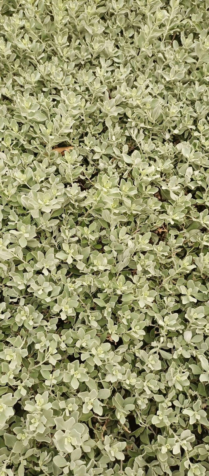 Pelargonium-citrosum.jpg