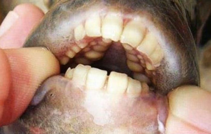 Pacu: Δείτε το ψάρι με τα ανθρώπινα δόντια που έχει αδυναμία στα ανδρικά μόρια!