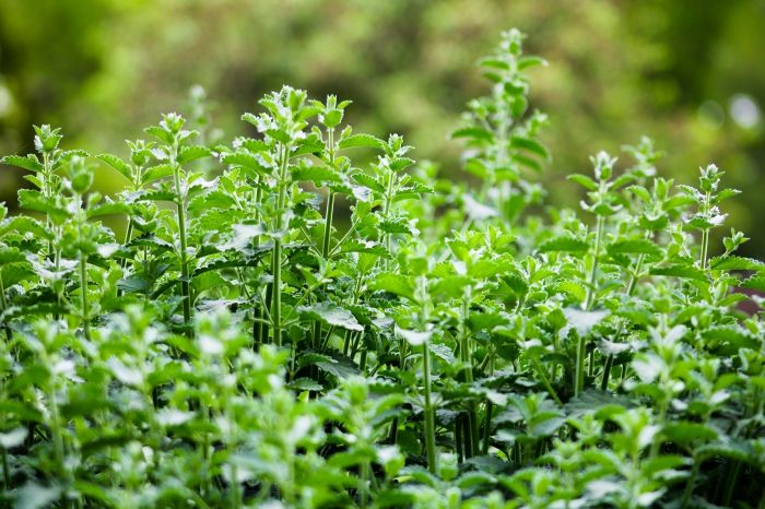 Nepeta-cataria.jpg