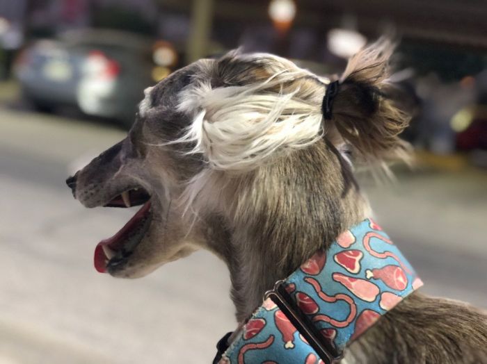 Εχμ… Αυτά τα σκυλάκια έχουν ομορφότερους κότσους από εμάς!