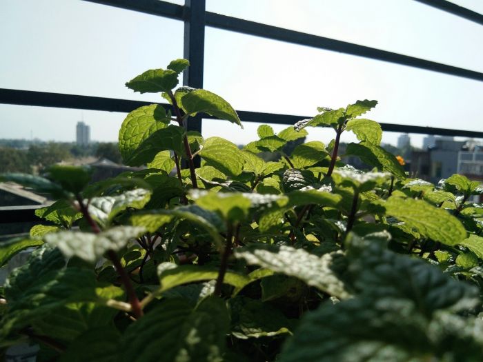 Mentha-spp.jpg