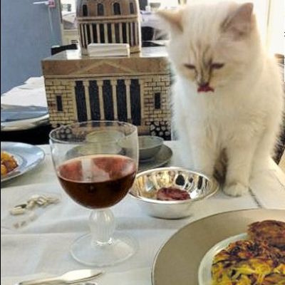 Ματαιοδοξία ή υπερβολική αγάπη;Η πλουσιοπάροχη ζωή αυτής της γάτας ξεπερνά κάθε φαντασία!