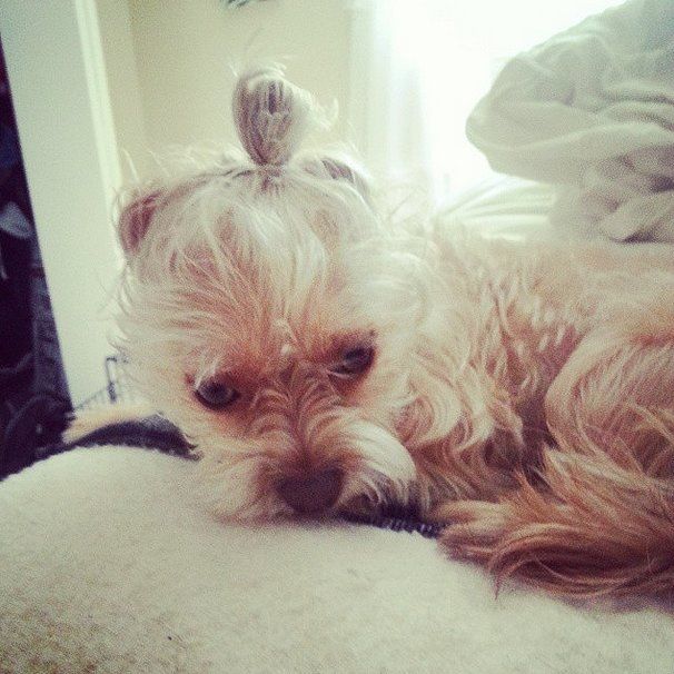 Dog Buns: Το πιο χαριτωμένο trend που είδαμε αυτή την εβδομάδα!