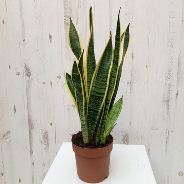 Σενσεβιέρια