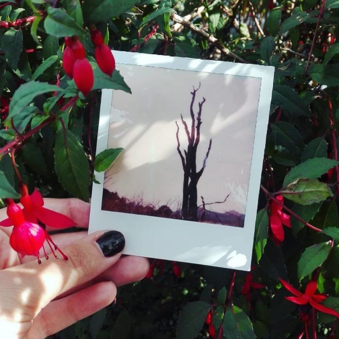 Βγάλε λουλούδια και δέντρα και βάλε τη φωτογραφία μέσα σε άλλα λουλούδια και δέντρα.