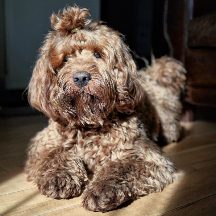 Εχμ… Αυτά τα σκυλάκια έχουν ομορφότερους κότσους από εμάς!