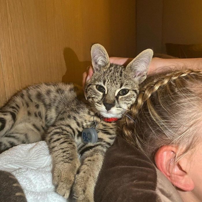 Όλα μας τα κατοικίδια πρέπει να είναι αδέσποτα; Πιστεύω στις υιοθεσίες αδέσποτων, αλλά πιστεύω και ότι υπάρχουν προτιμήσεις και γι' αυτό υπάρχουν και οι εκτροφείς ζώων. 