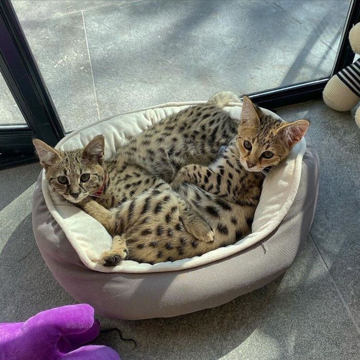 «Η PETA μπορεί να το βουλώσει! Να εστιάσει στα πραγματικά προβλήματα. Όπως η λαθροθηρία και οι βιαιότητες κατά των ζώων».