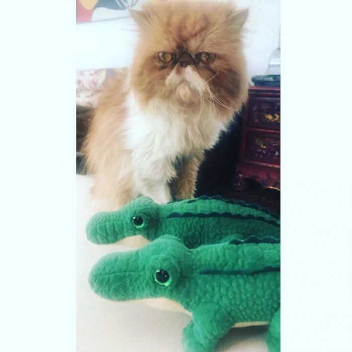 Ο πιο πιστός μου φίλος δεν είναι πια εδώ..