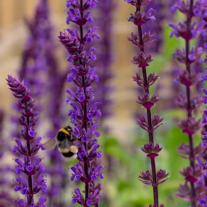 10.Ένα κήπος φιλικός στην αναγέννηση της φύσης. 