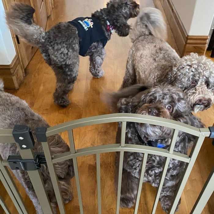 Τα αγαπημένα τους κατοικίδια