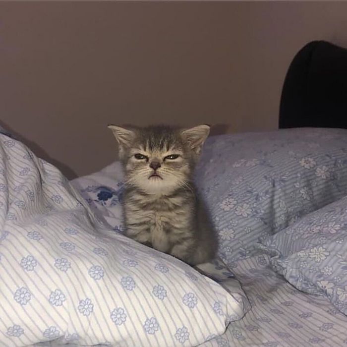 Θέλουν πολλή αγάπη και φροντίδα.