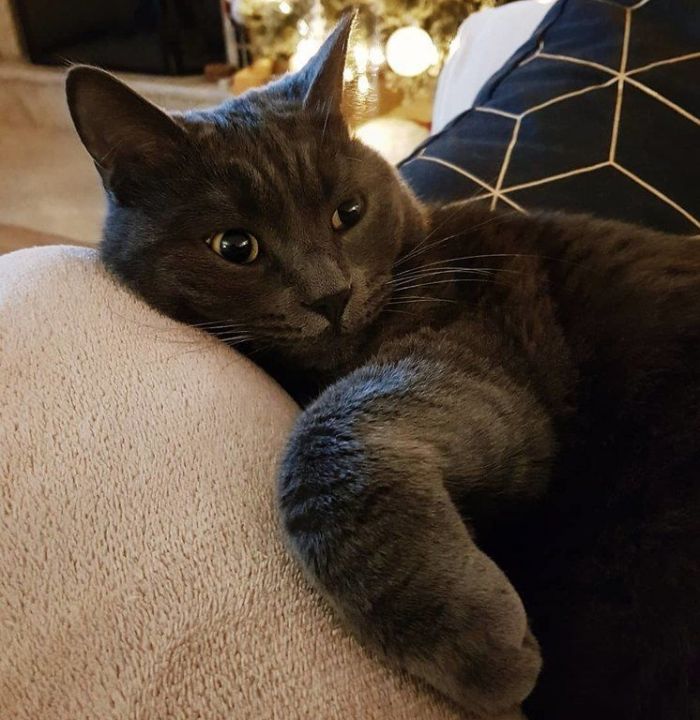 Τα κατοικίδια είναι η μεγαλύτερη χαρά αλλά και ευθύνη