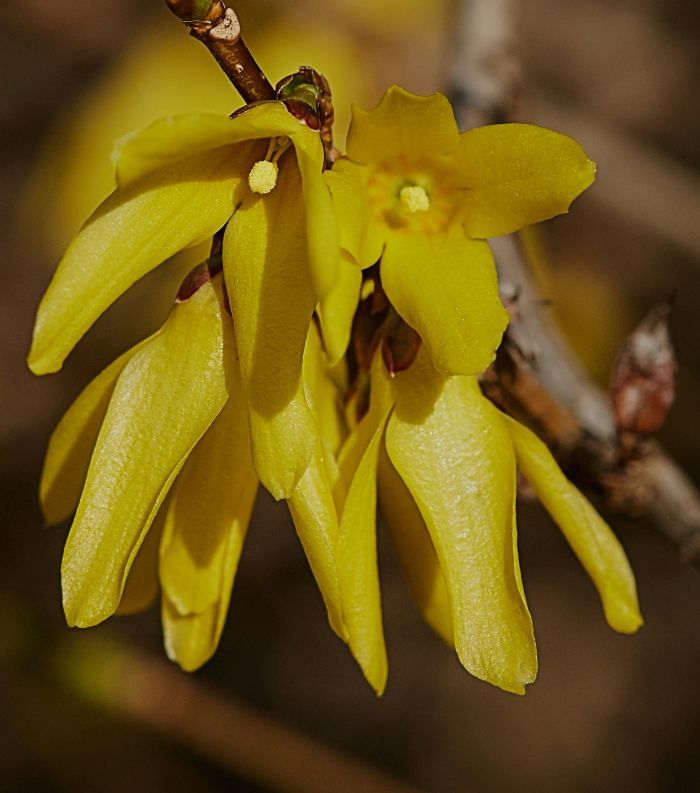 Aloysia-citriodora.jpg