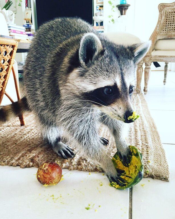 Το account Pumpkin The Raccoon, μπορεί να μην έχει γάτα ή σκύλο, έχει όμως ένα αξιολάτρευτο ρακούν που πρέπει να δεις
