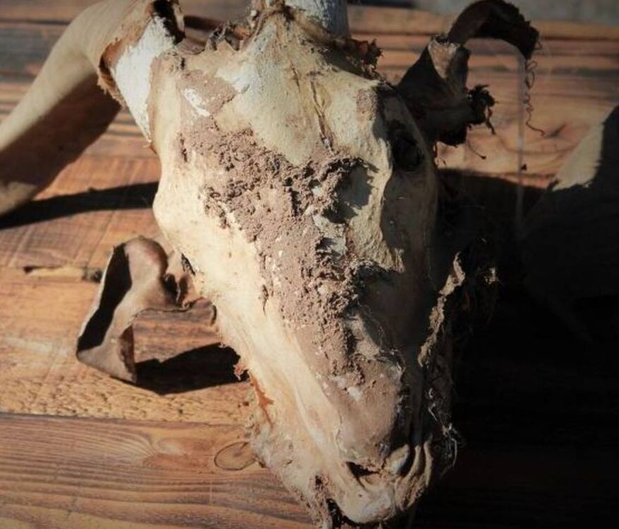 Θρίλερ στην Κύπρο: Νεκρή σε σατανιστική τελετή 34χρονη - Κρατείται 50χρονη έγκυος σε δίδυμα