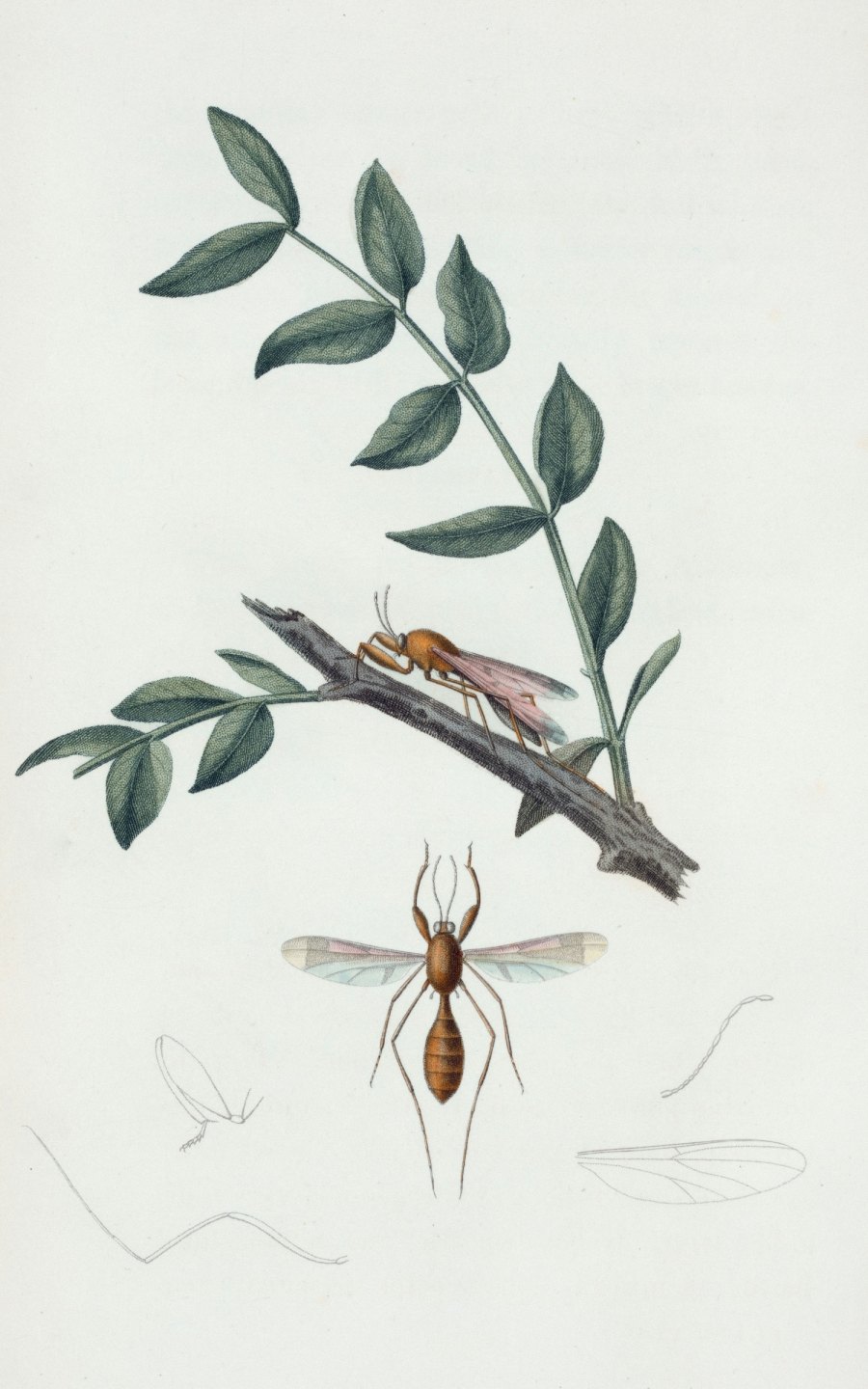 Cymbopogon-nardus.jpg