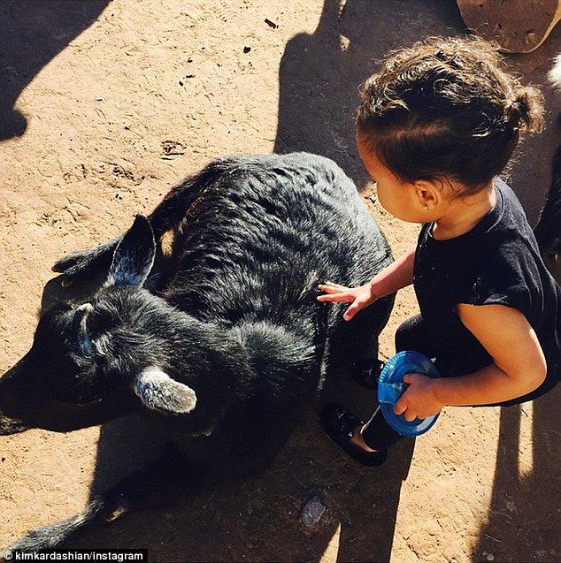 25483FAF00000578-0-image-a-2 1422918698255