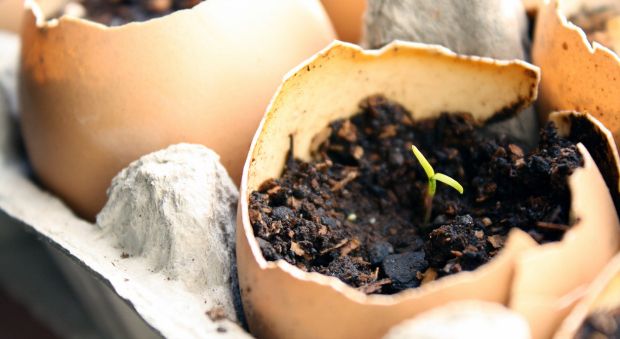 54ff76f41b884-eggs-de 2c7f3