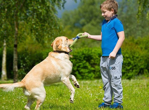 Labrador-Dog-Saves-An-Autistic-Boy-From-Loneliness-2 40007
