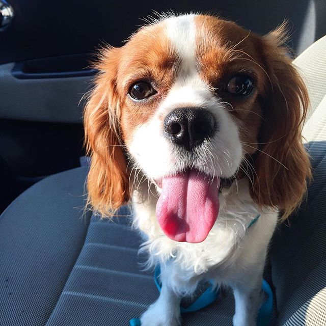 skulos katerinas kainourgiou autokinito 3b67a