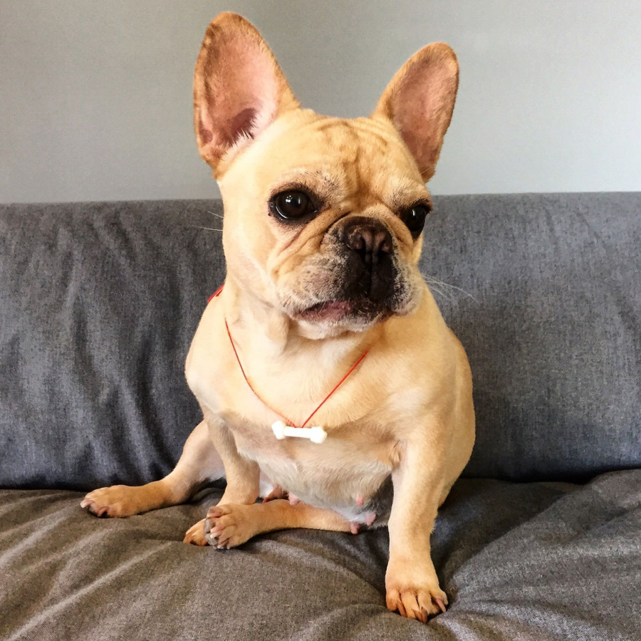 12303976 761663927271935 4630841386720145408 o 52f65