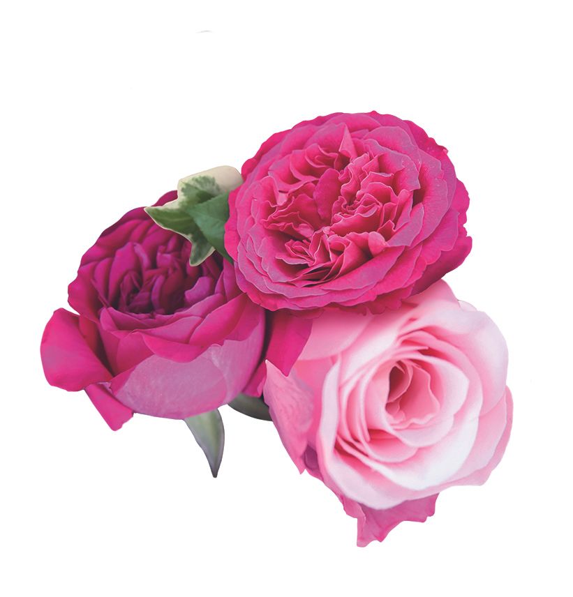British Rose Roses 01cf9