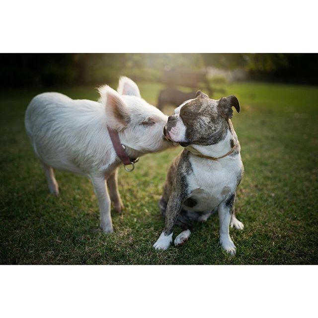 12907140 1231243290238813 1597829316 n 5126e