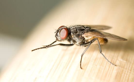 How to Get Rid of Flies at Home 54aa6