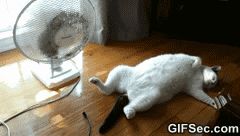 gif cat fan heat hot gif