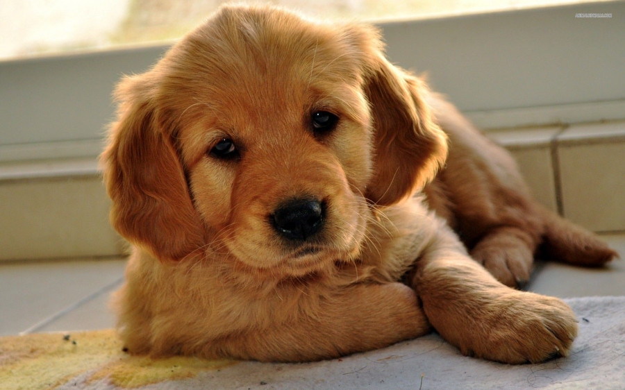 golden retriever puppy 900 1920x1200
