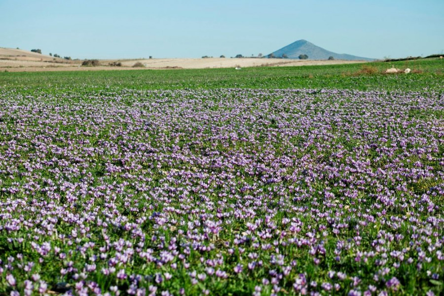 145 KORRES KROKOS SIGOMIDI