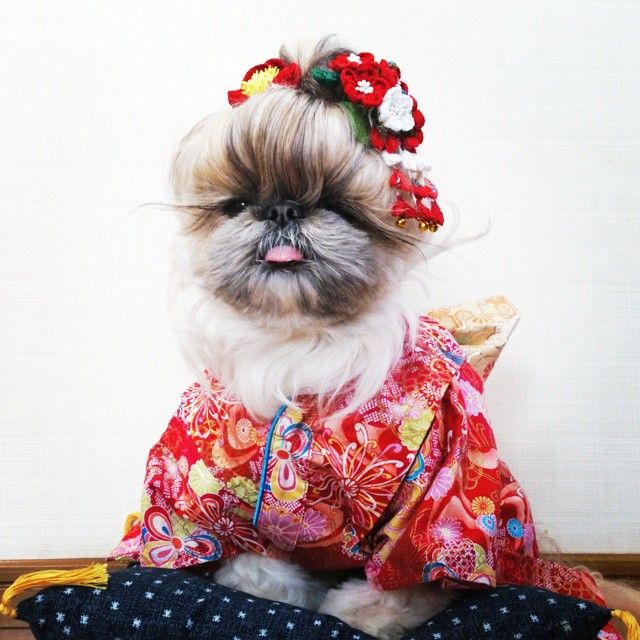 10864751 634338063341936 199991259 n