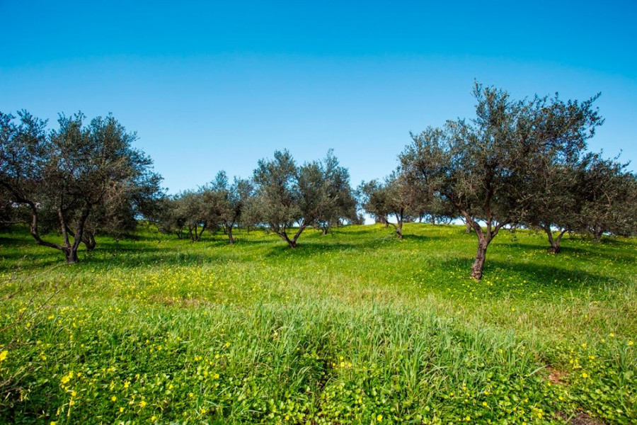 KORRES PURE GREEK OLIVE11