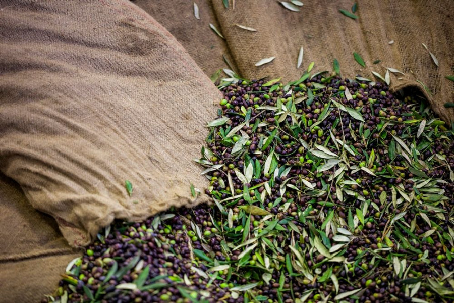 KORRES PURE GREEK OLIVE8