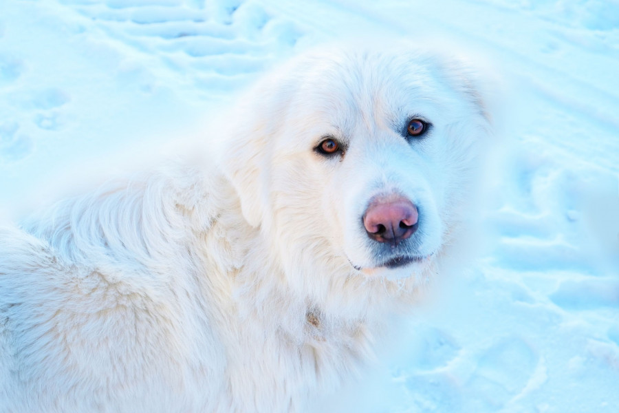 lava lavanda 570543 unsplash