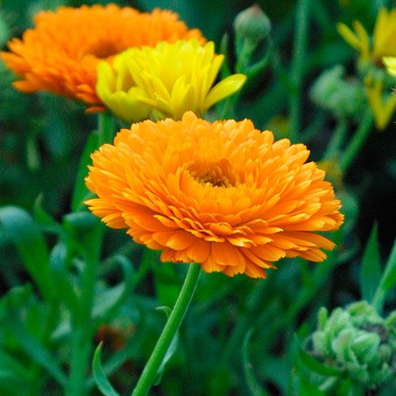 Calendula