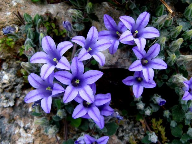 Campanula