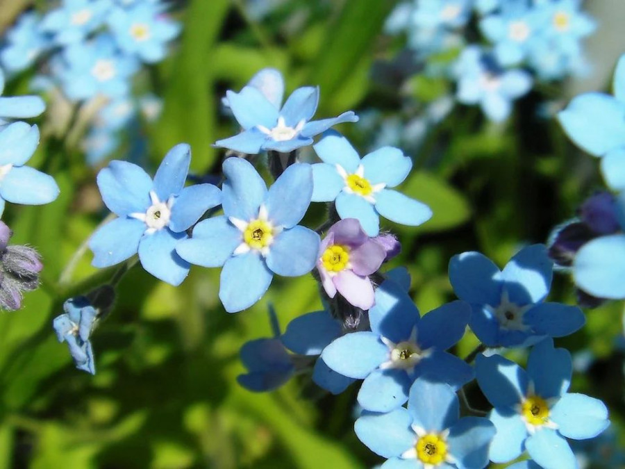 FORGET ME NOT