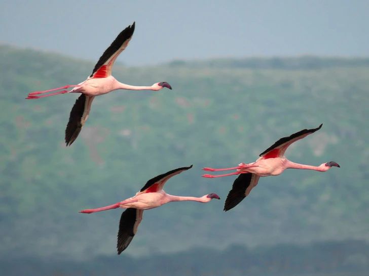 flamingos in flight