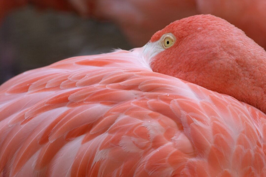 pink flamingo